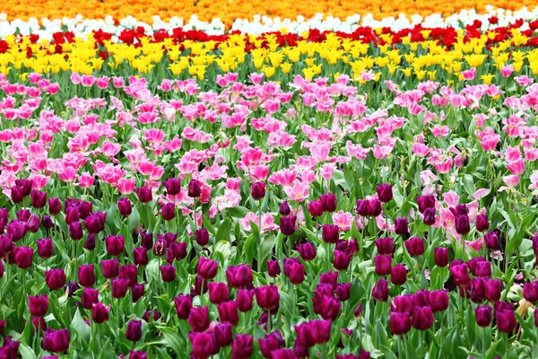 Тюльпани поле квітка — стокове фото