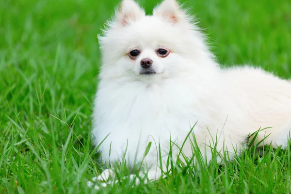 Cão pomerano branco — Fotografia de Stock