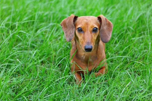 Είδος γερμανικού κυνηγετικού σκύλου σκύλος στο πάρκο — Φωτογραφία Αρχείου