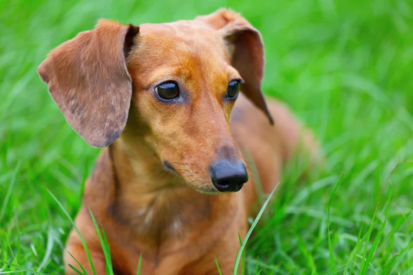 Dachshund dog in park — Stock Photo, Image