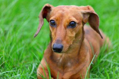 Dachshund Köpek