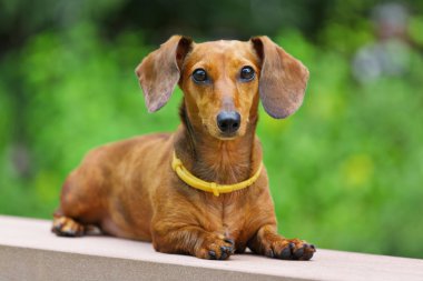 Dachshund Köpek