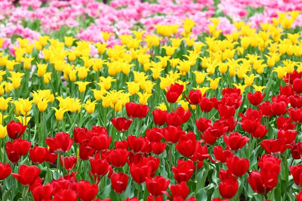 Tulipas campo de flores — Fotografia de Stock