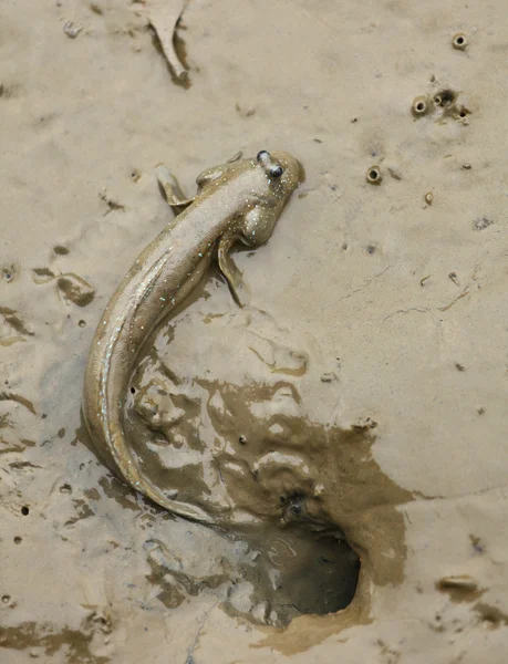 stock image Mudskipper