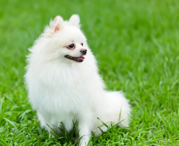White pomeranian dog — Stock Photo, Image