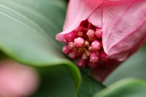 Stock image Rose grape, medinilla magnifica, melastomataceae