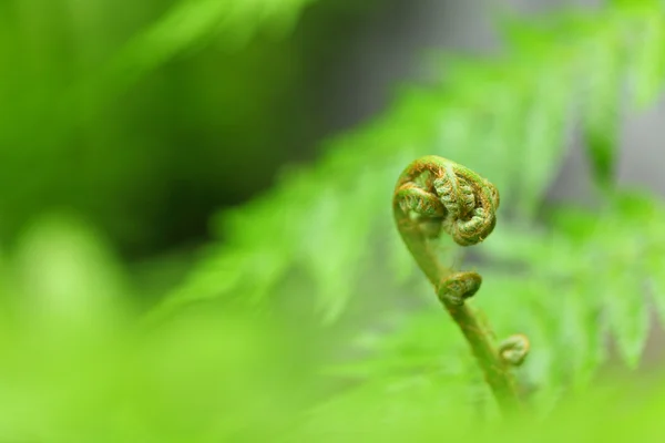 Zelená rostlina — Stock fotografie