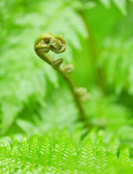 緑の植物 — ストック写真