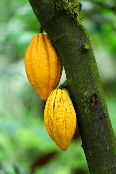 Cacaopoeder — Stockfoto