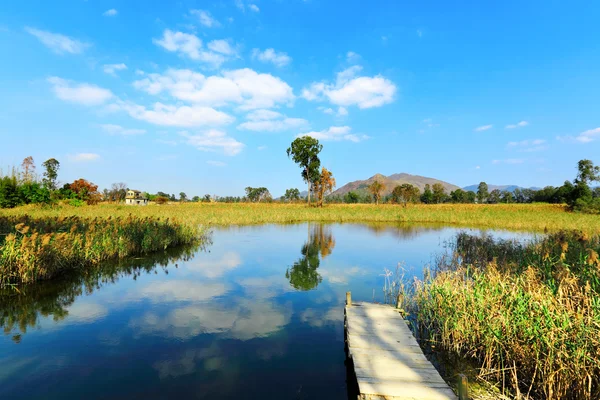 Wetland — Stock Photo, Image