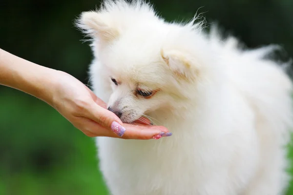 why do pomeranians like to lick