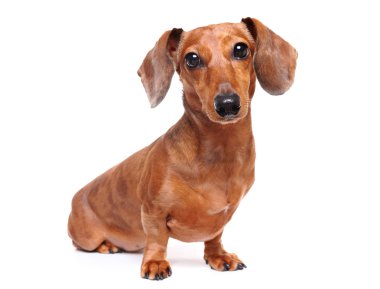 Dachshund Köpek