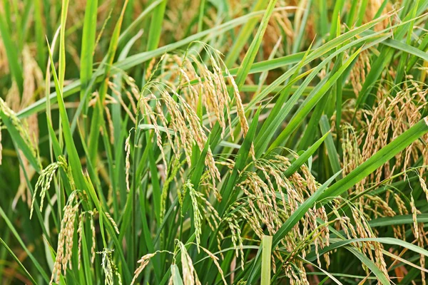 水稻 — 图库照片
