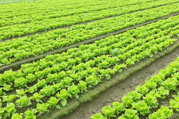 Planta de salată în câmp — Fotografie, imagine de stoc