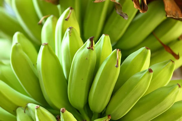 Plátano en el árbol — Foto de Stock