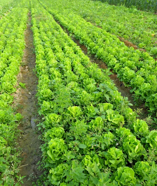 Салат завод в поле — стоковое фото