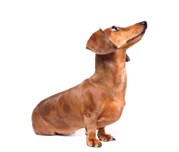 Είδος γερμανικού κυνηγετικού σκύλου σκύλος κοιτάζω προς τα πάνω — Φωτογραφία Αρχείου