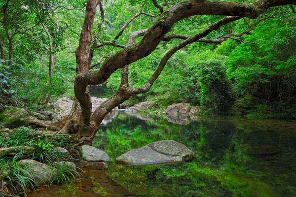 Floresta com água e árvore — Fotografia de Stock