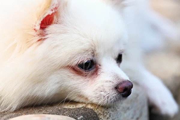 Cão da Pomerânia — Fotografia de Stock