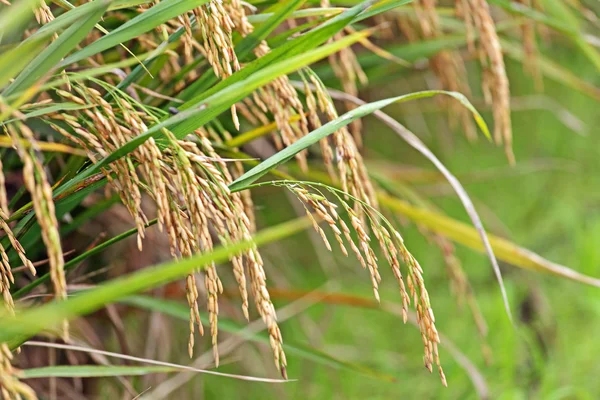 stock image Paddy Rice