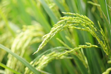 Rice plant clipart