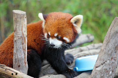 Red panda clipart