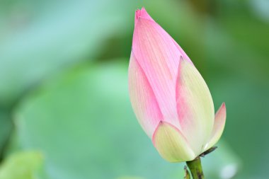 Lotus bud