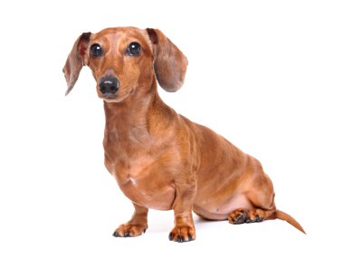 Dachshund Köpek