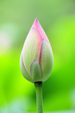 Lotus bud