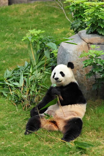 一只熊猫 — 图库照片
