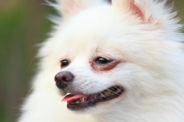 Белая померанская собака — стоковое фото