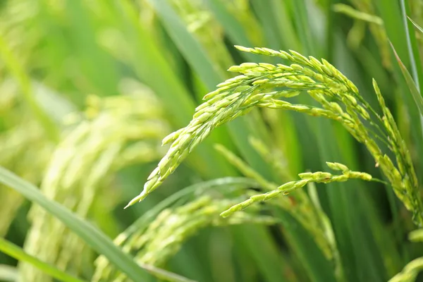 Pianta di riso — Foto Stock
