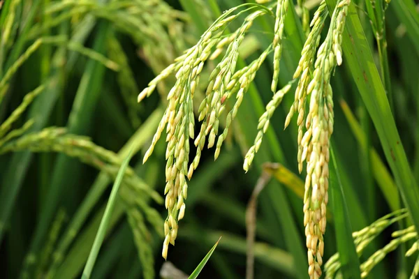 Педді рисові поля — стокове фото
