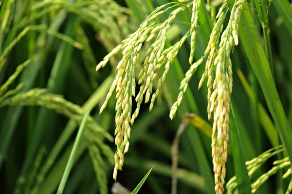 Campo de arroz paddy — Fotografia de Stock