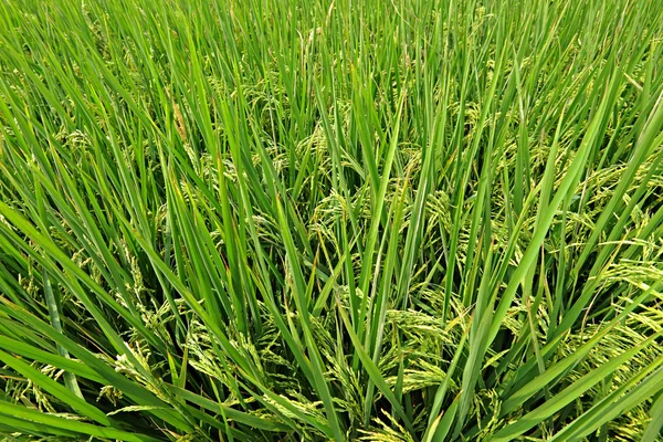 Campo de arroz con arroz —  Fotos de Stock