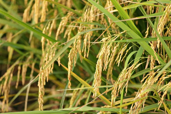 Стиглі сортів рису — стокове фото