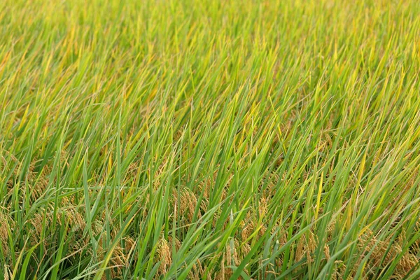 Arroz paddy maduro — Fotografia de Stock