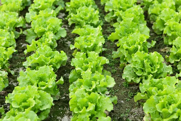 Sazenice salátu v oboru — Stock fotografie