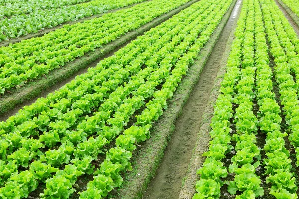 Lechuga en el campo — Foto de Stock