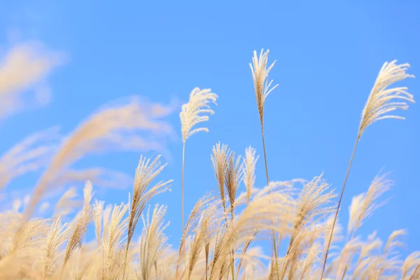 Grass in autumn — Stock Photo, Image