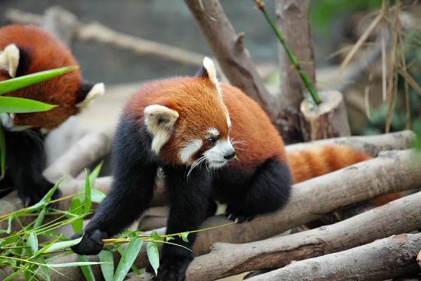 stock image Red panda