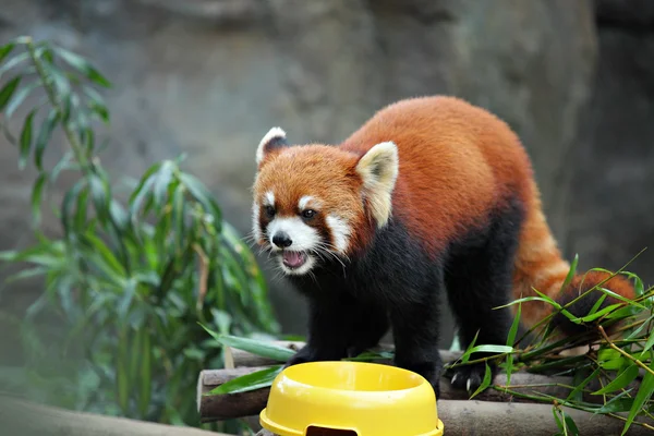 stock image Red panda