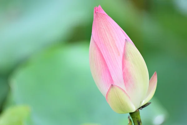 stock image Lotus bud