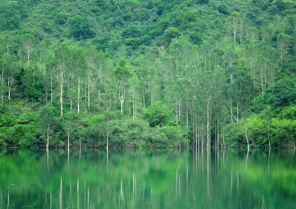 Sjön med trä — Stockfoto