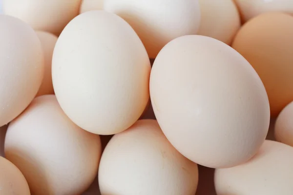 stock image Chicken Egg