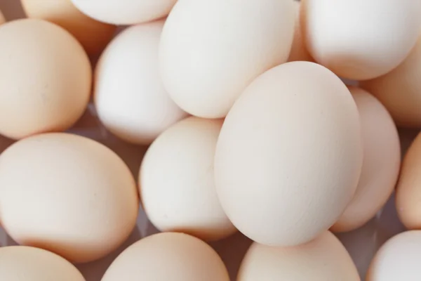 stock image Chicken Egg