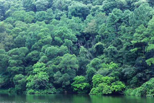 Jezero s lesní — Stock fotografie