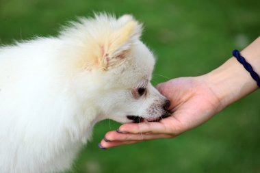 köpek besleme