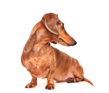 Dachshund