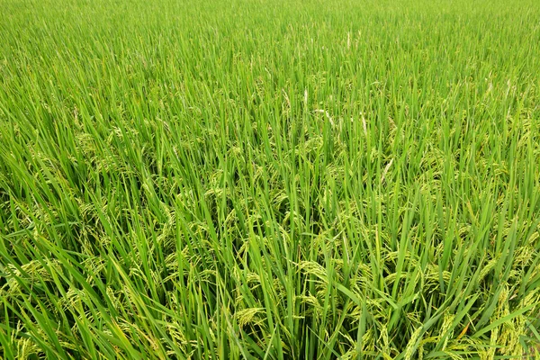 Pola ryżu niełuskanego — Zdjęcie stockowe